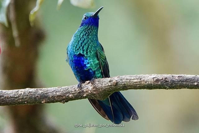 Colibrí chillón en Monserrate, Bogotá