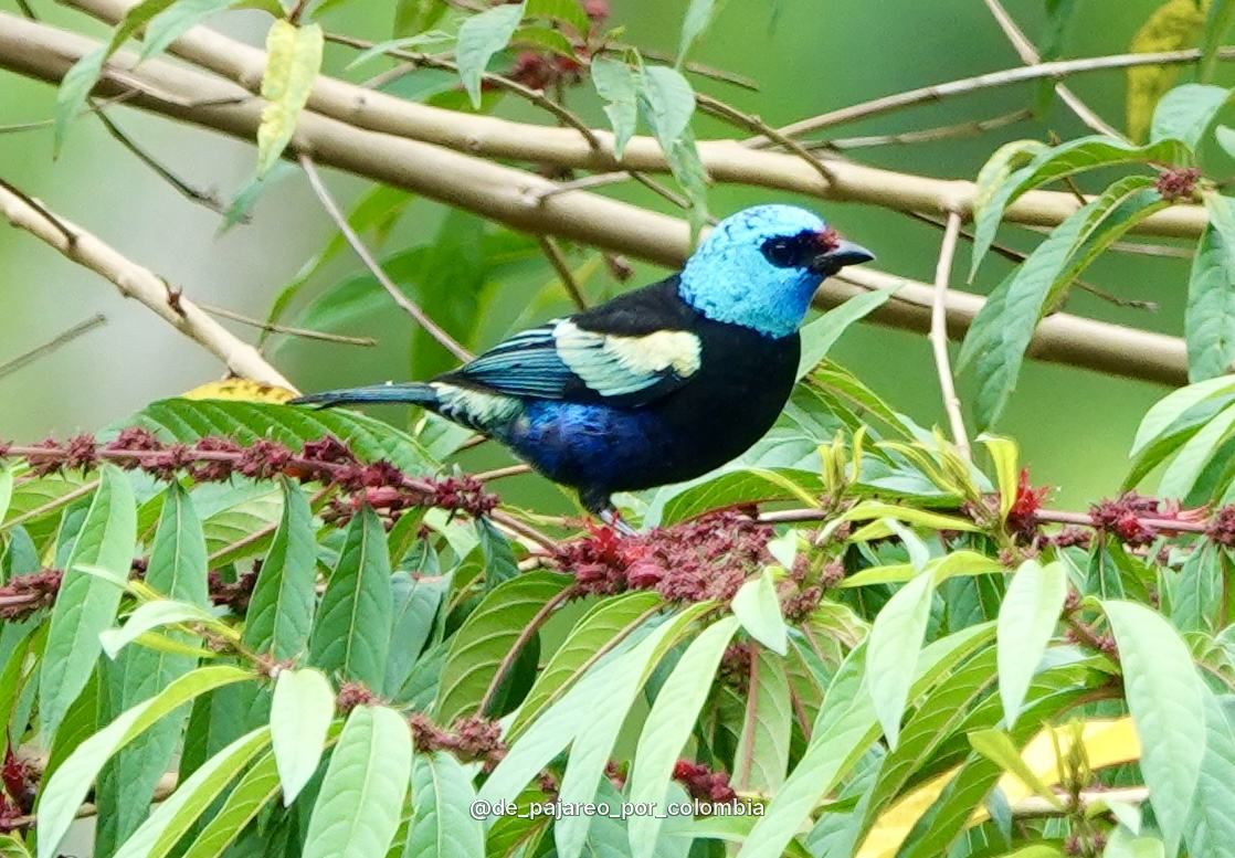 Tangara cabeciazul en un arbusto florido