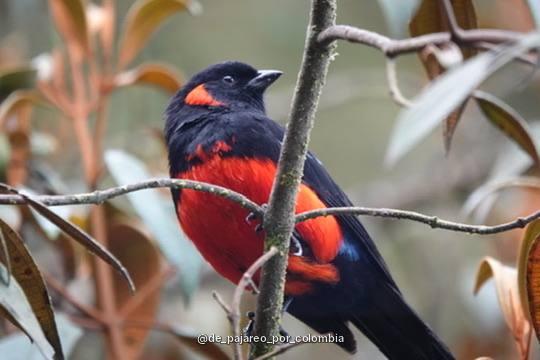 Clarinero escarlata en la Zona Cafetera