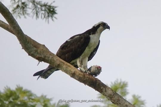 Águila pescadora en la Ciénaga de Pijiño